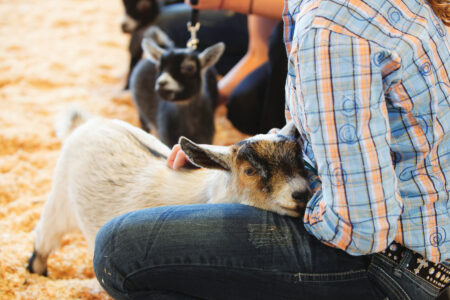 What is the Difference Between 4-H and FFA? Image